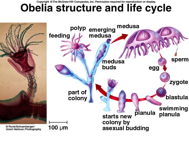 A chart showing the Obelia structure and its life cycle