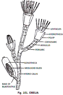 A chart showing the Obelia structure and its parts