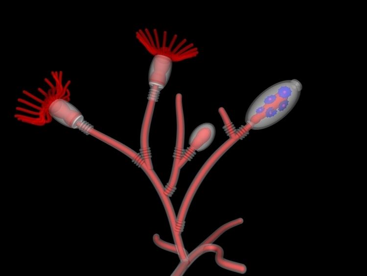A computer model of an Obelia hydroid colony