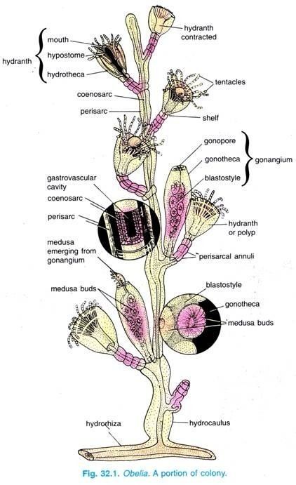 A chart showing the Obelia colony structure and its parts