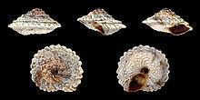 Obelus (gastropod) httpsuploadwikimediaorgwikipediacommonsthu