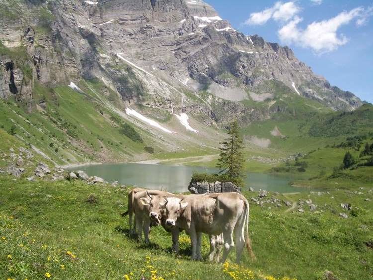 Oberblegisee wwwwandersitechTageswanderung509Oberblegiseejpg