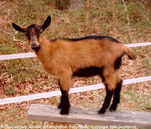 Oberhasli goat Goats By Breed Oberhasli GOATWORLDCOM