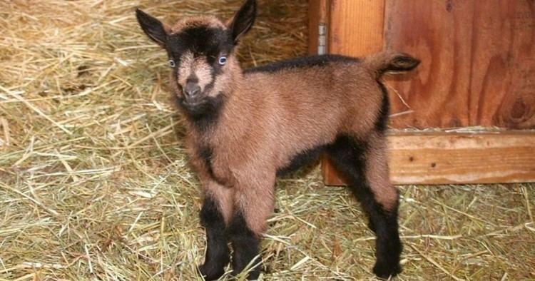 Oberhasli goat Oberhasli Goats Everything You Need to Know About the Breed