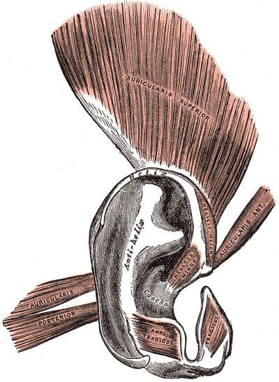 Oblique muscle of auricle