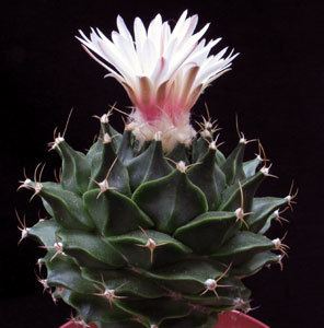 Obregonia Obregonia denegrii Artichoke cactus