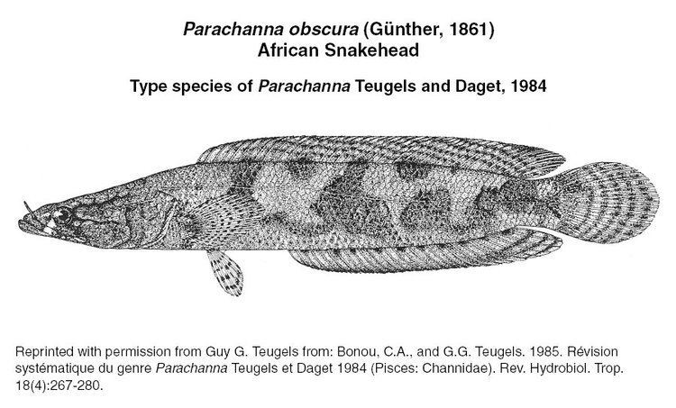 Obscure snakehead httpsarchiveusgsgovarchivesitesflbiology