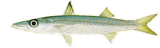 Obtuse barracuda Beginners Guide To Sports Fishing