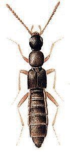 Ocalea (beetle) httpsuploadwikimediaorgwikipediaendd3Oca