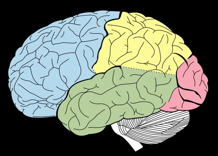 Occipital lobe