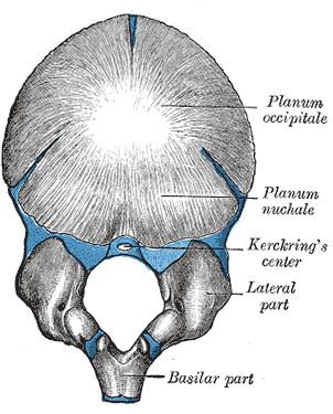 Occipital plane