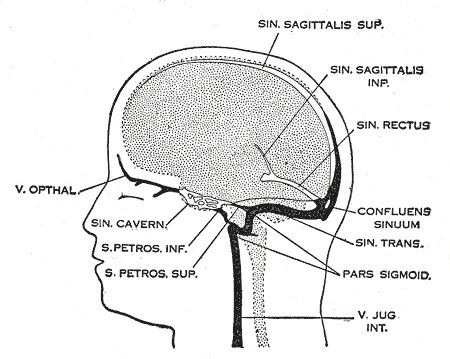 Occipital sinus