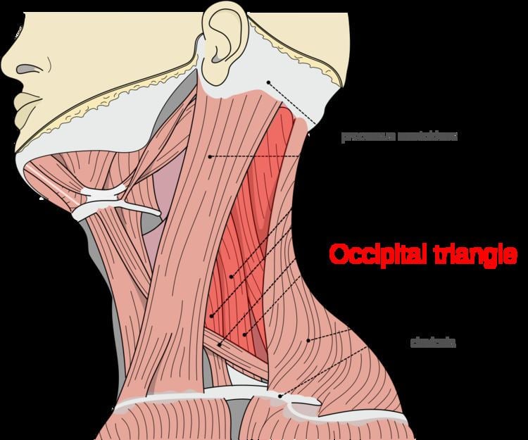 Occipital triangle