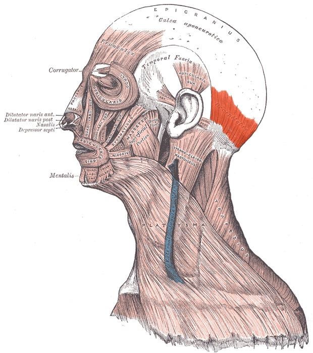 Occipitalis muscle