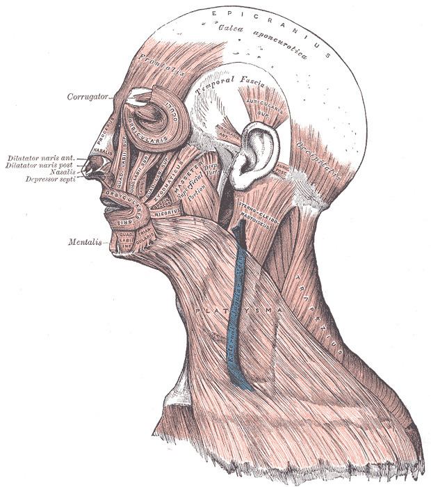 Occipitofrontalis muscle