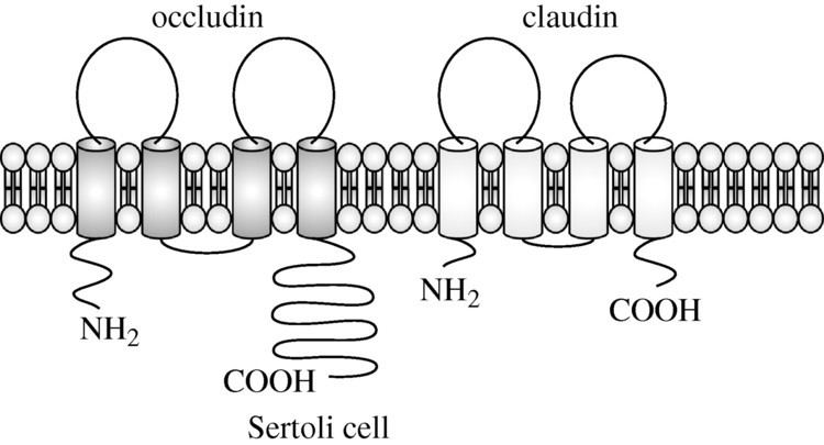 Occludin Claudin and occludin expression and function in the seminiferous