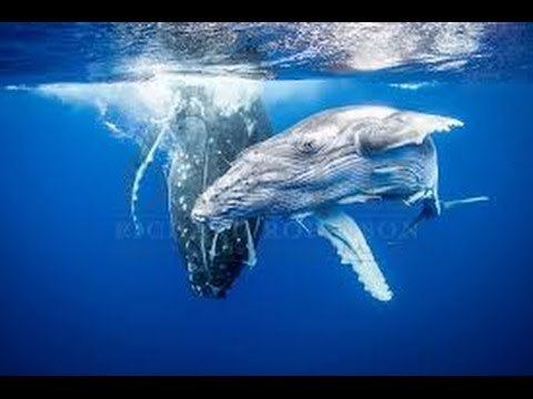 Ocean Giants Ocean of Giants Nature Documentary 2015 YouTube