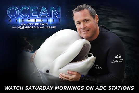 Ocean Mysteries with Jeff Corwin Ocean Mysteries Jeff Corwin Swimming Creatures of the 5th Day