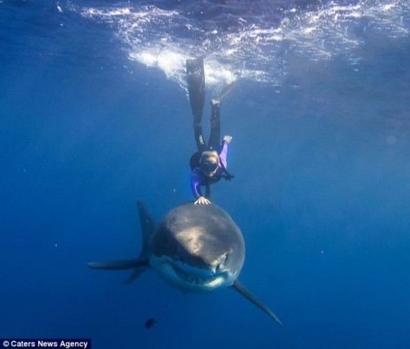 Ocean Ramsey swimming with a shark.