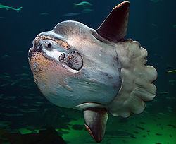 Ocean sunfish Ocean sunfish Wikipedia