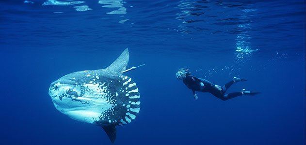 Ocean sunfish Unraveling the Mysteries of the Ocean Sunfish Science Smithsonian