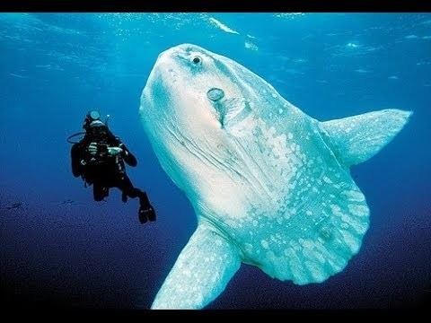 Ocean sunfish 10 Facts about the Ocean Sunfish YouTube