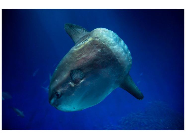 Ocean sunfish Ocean sunfish Open Waters Fishes Mola mola at the Monterey Bay