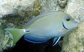 Ocean surgeon Ocean Surgeonfish Acanthurus bahianus Caribbean Fish