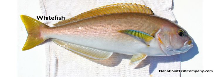 Ocean whitefish Ocean Whitefish Caulolatilus Princeps Dana Point Fish Company