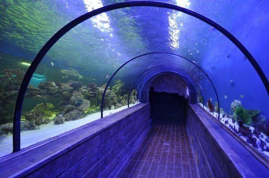 Oceanarium Oceanarium Sea Fairy Tale Kiev Ukraine Top Tips Before You Go