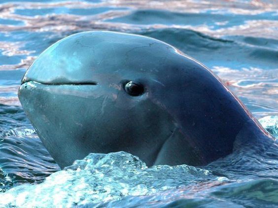 Oceanic dolphin Irrawaddy Dolphin The Irrawaddy dolphin is a species of oceanic