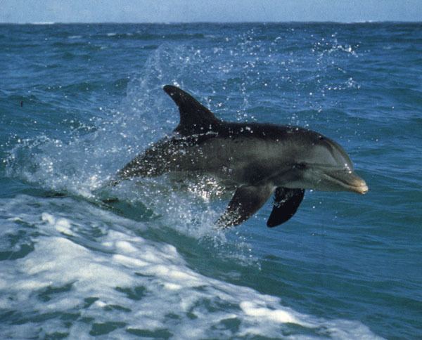 Oceanic dolphin Dolphin Population Stunted By Fishing Activities Redorbit