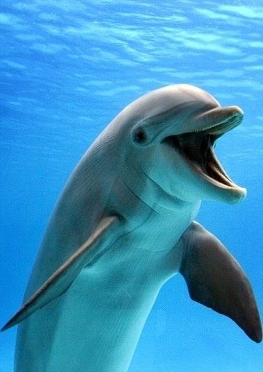 Oceanic dolphin 1000 images about Dolphins on Pinterest Swim Dolphins and Swimming