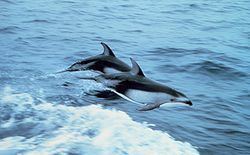 Oceanic dolphin Oceanic dolphin Wikipedia