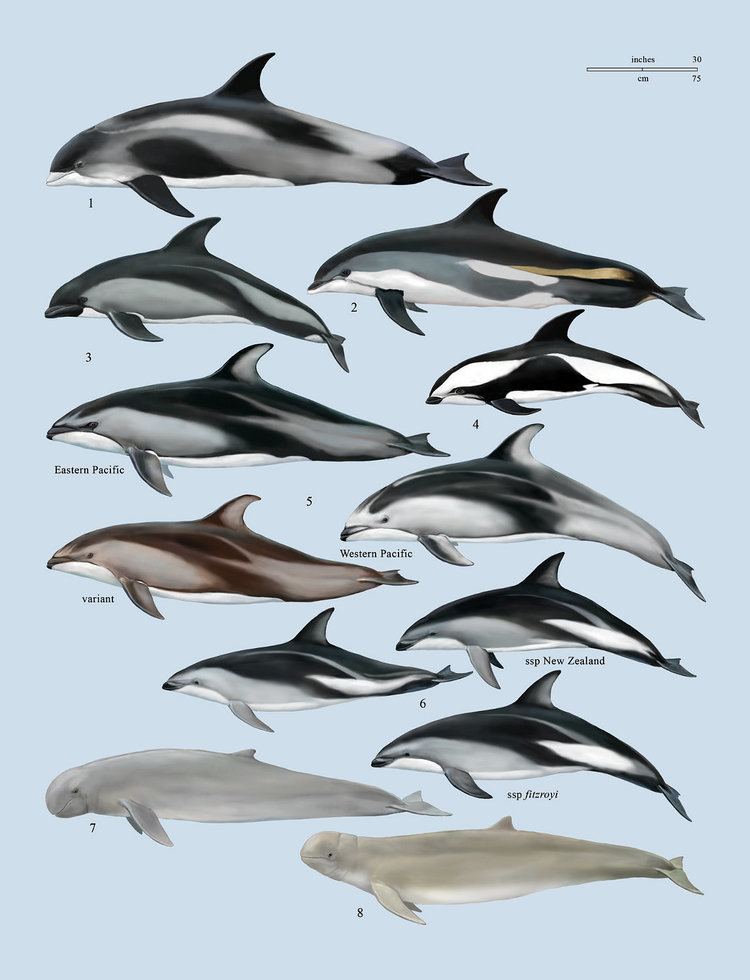 Oceanic dolphin wwwlynxedscomsitesdefaultfilesDelphinidae20
