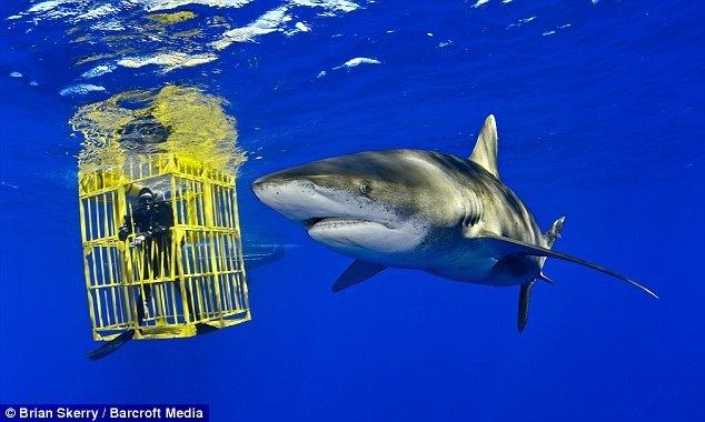Oceanic whitetip shark Diver comes face to face with killer shark Daily Mail Online