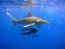 Oceanic whitetip shark httpsuploadwikimediaorgwikipediacommonsthu