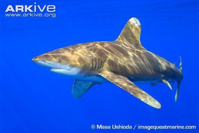 Oceanic whitetip shark Oceanic whitetip shark videos photos and facts Carcharhinus