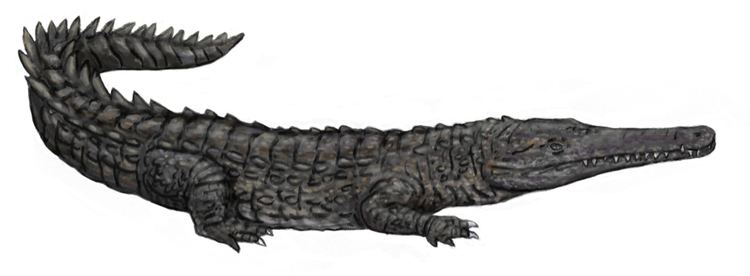 Oceanosuchus httpsuploadwikimediaorgwikipediacommons00