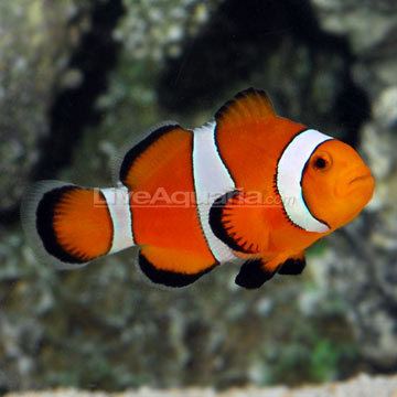 Ocellaris clownfish Saltwater Aquarium Fish for Marine Aquariums Ocellaris Clownfish