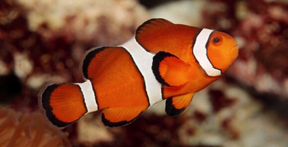 Ocellaris clownfish Ocellaris Clownfish Care Breeding Feeding Hosting Anenomes and