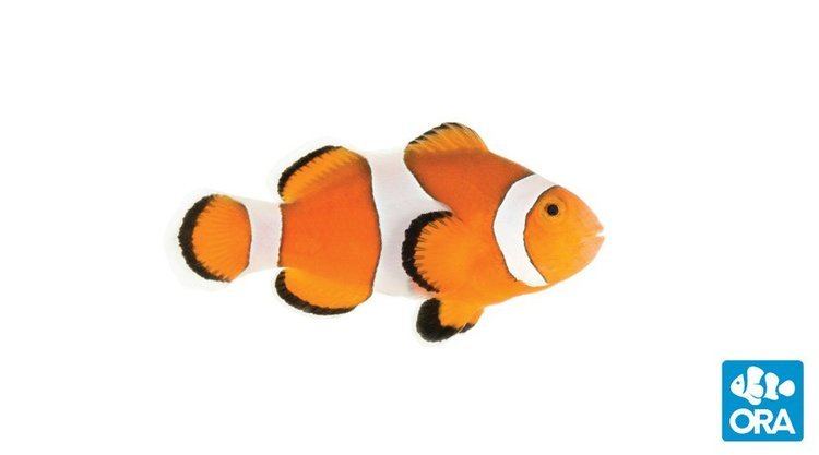 Ocellaris clownfish Ocellaris Clownfish Amphiprion ocellaris ORA Oceans Reefs