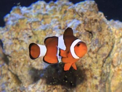 Ocellaris clownfish animalworldcomencyclomarineclownsimagesOcel