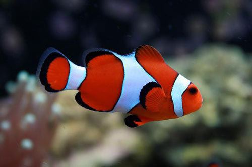 Ocellaris clownfish We are supplier of marine clownfish marine clownfish ocellaris
