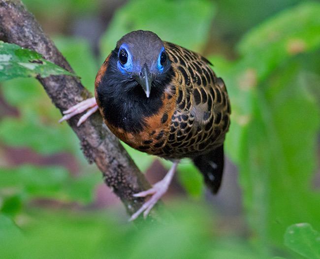 Ocellated antbird Surfbirds Online Photo Gallery Search Results