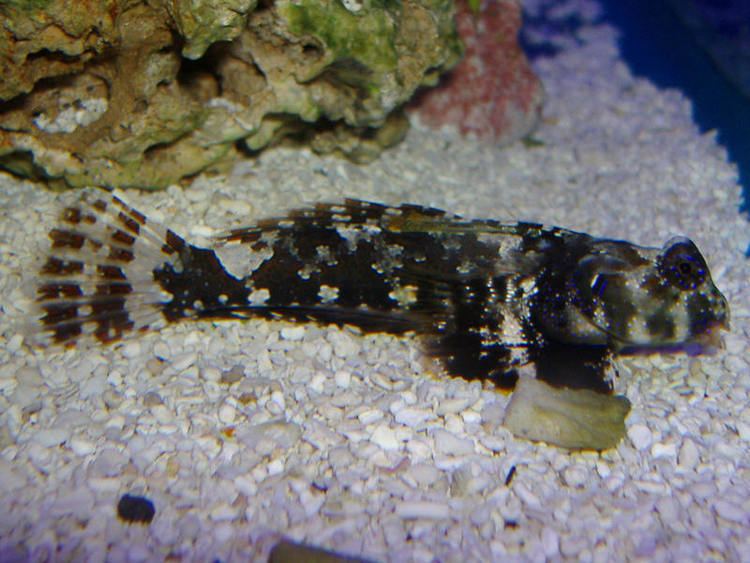 Ocellated dragonet wwwfishtanksandpondscoukgalleriesimagesfish