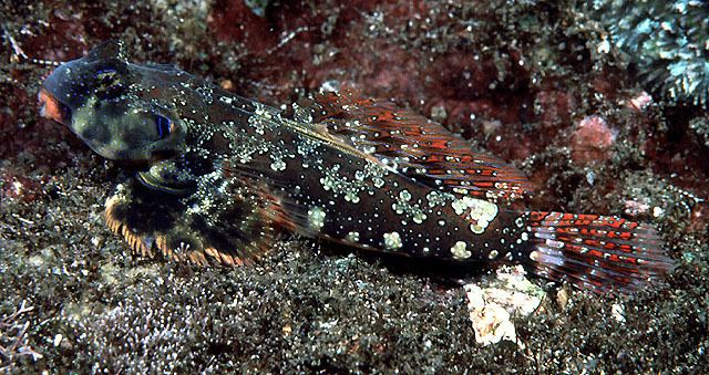 Ocellated dragonet Ocellated Dragonet Reef Frontiers Fish Gallery