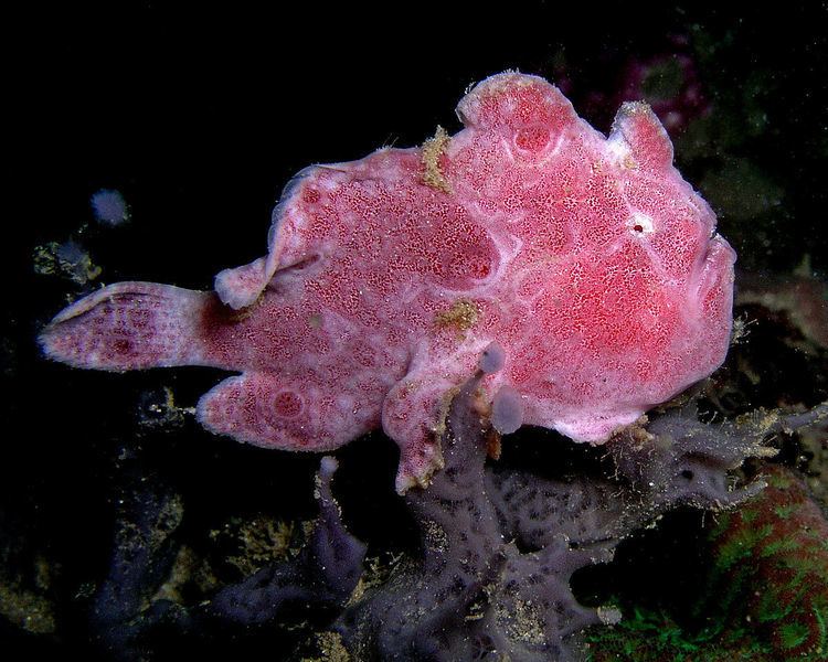 Ocellated frogfish Ocellated frogfish Wikipedia