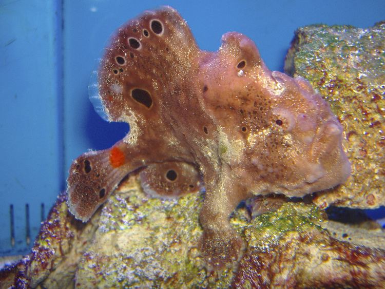 Ocellated frogfish Ocellated frogfish Antennarius ocellatus Fish Tanks and Ponds