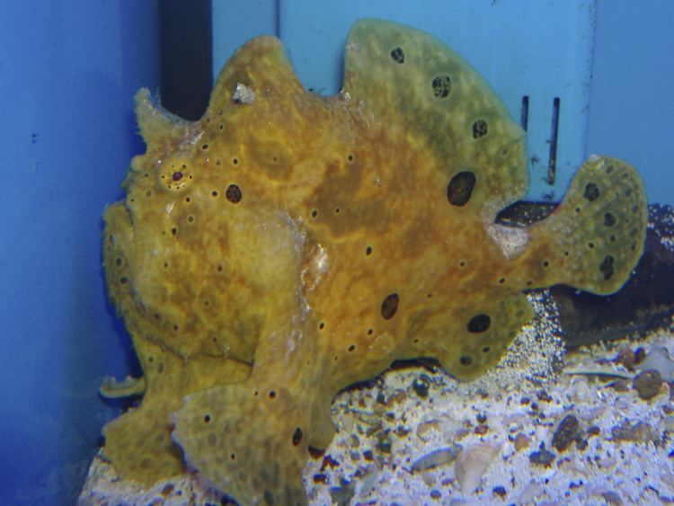 Ocellated frogfish wwwfishtanksandpondscoukgalleriesimagesfish